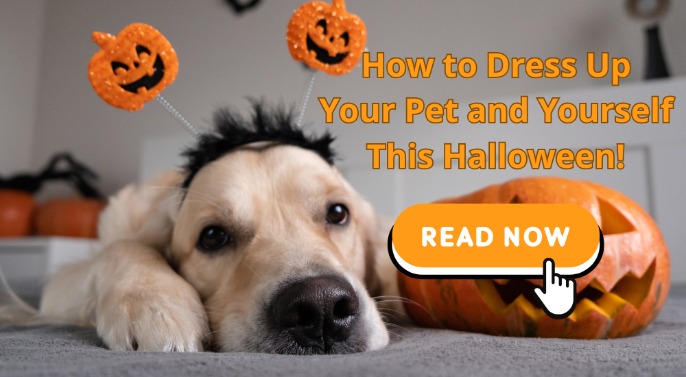 Dress Up Your Pet and Yourself This Halloween!