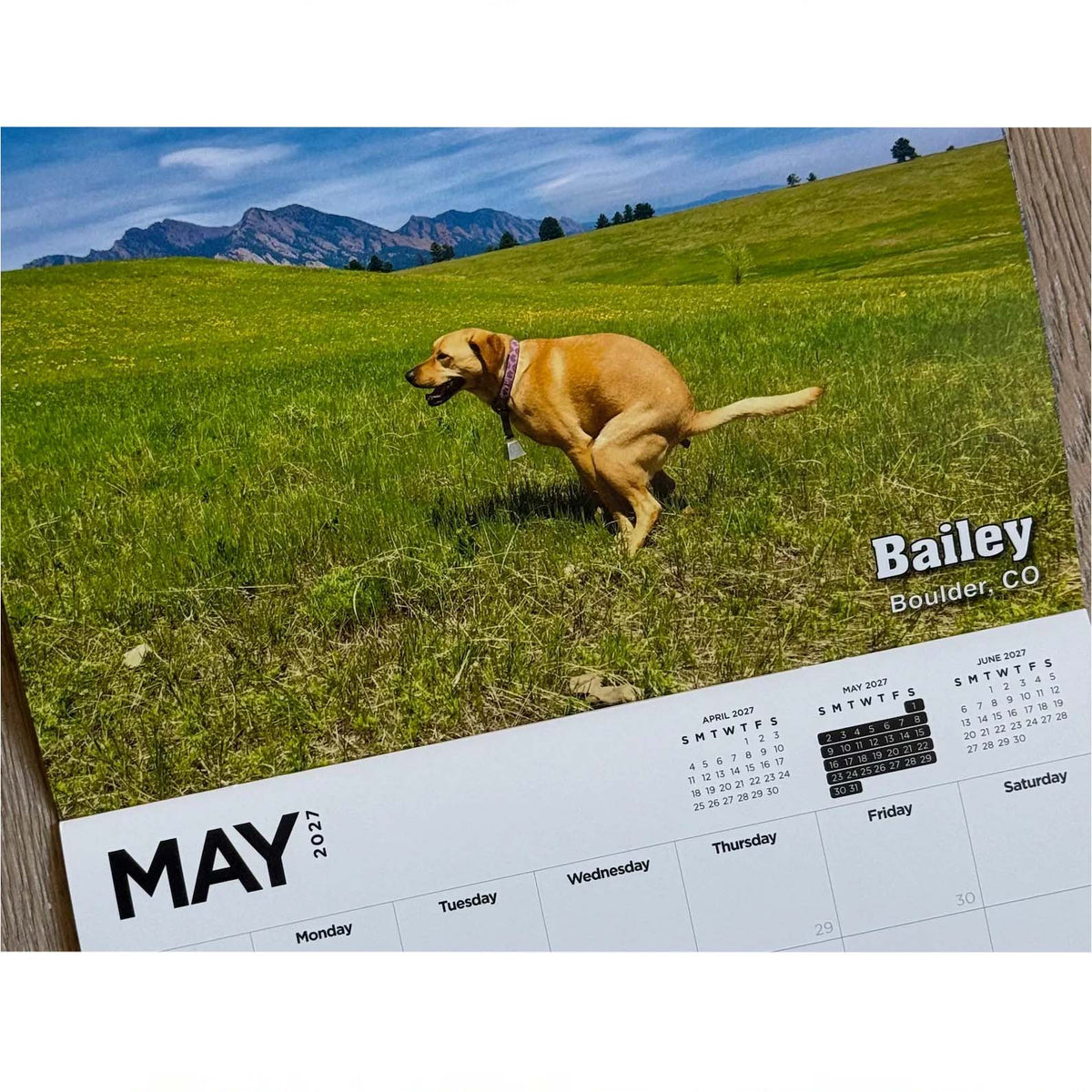 2027 Pooping Pooches Calendar, Hilarious Dog Gag Gift, Funny White Elephant & Secret Santa Gift for Dog Owners and Lovers 686702 WFD
